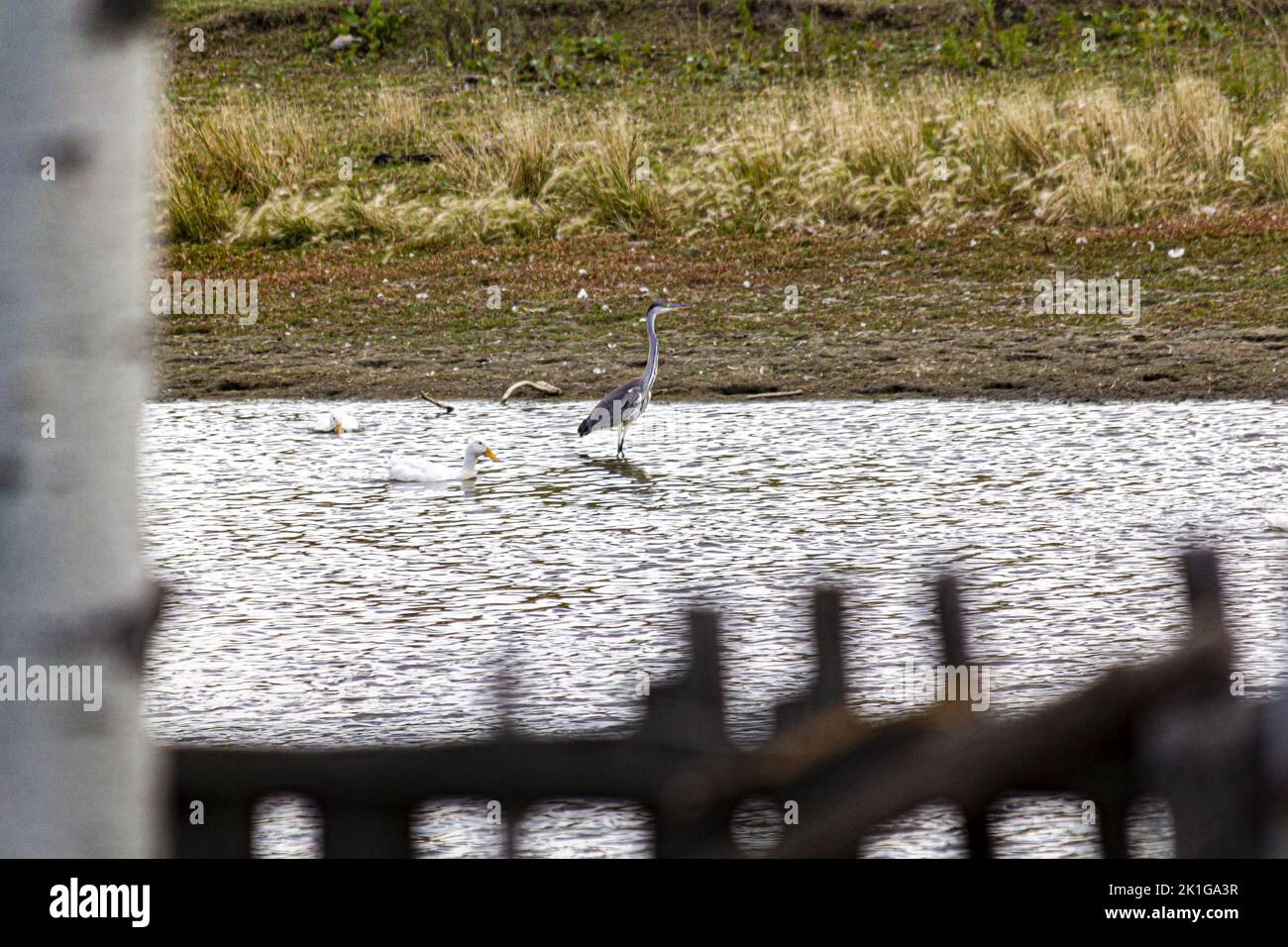 A gray heron hunts in a village lake next to white geese. Stock Photo