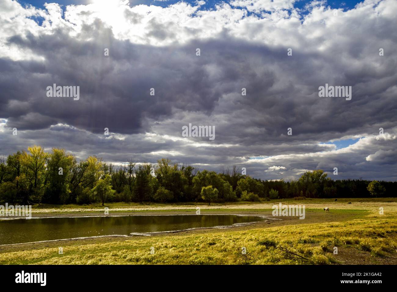 Autumn landscape with dark rainy sky over the shore of a lake with grazing cows. Stock Photo
