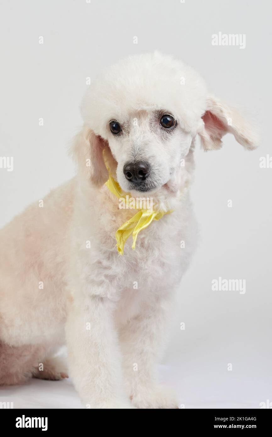 Portrait of groomed white poodle isolated on studio background Stock Photo