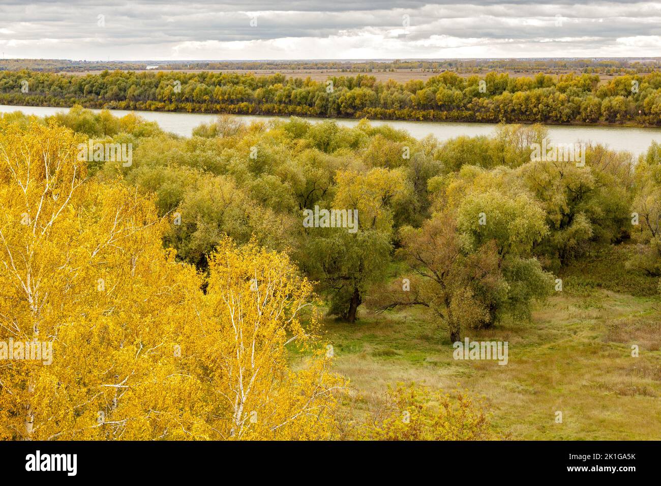 Autumn landscape with yellow birch against the background of a river with a green forest. Stock Photo