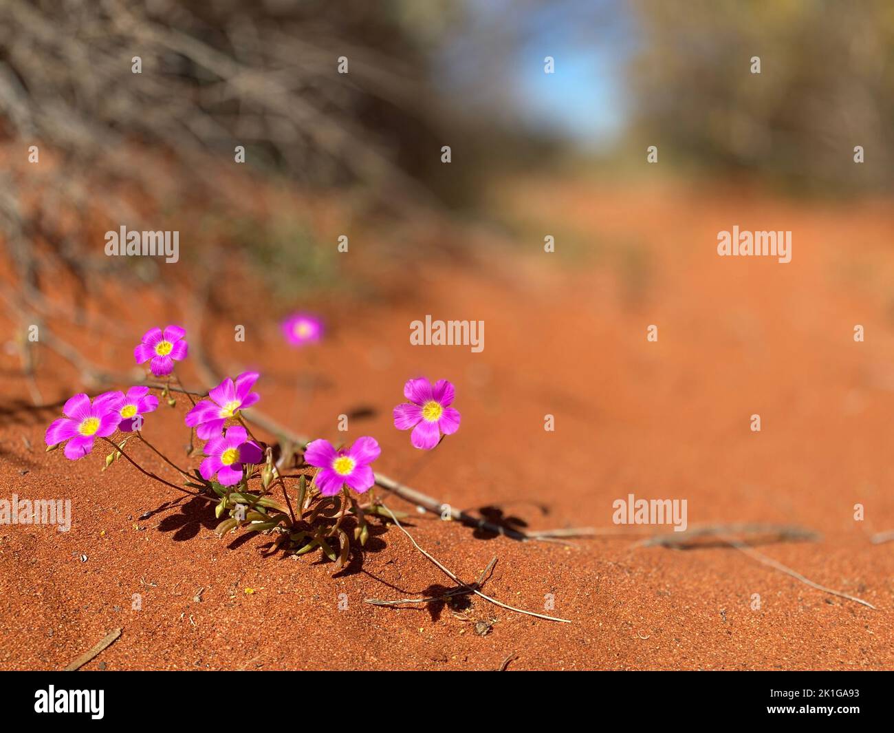 The close-up view of Malcolmia flowers growing on the orange sand Stock Photo