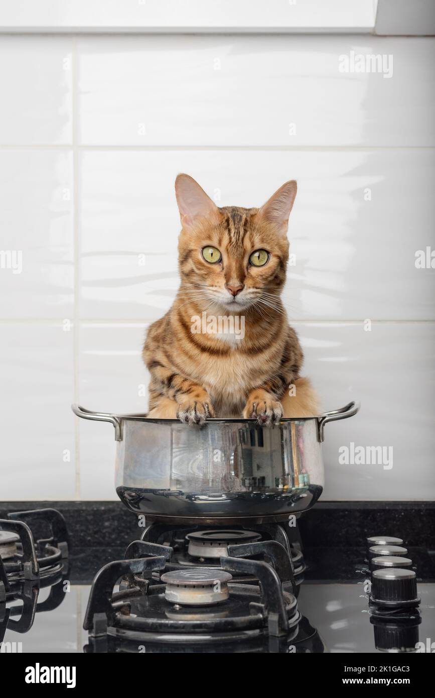 Cat in cooking pot hires stock photography and images Alamy