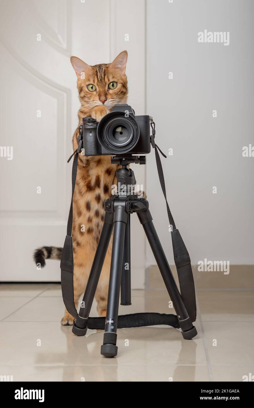 Bengal cat - a photographer takes pictures on a camera on a tripod in the house. Stock Photo