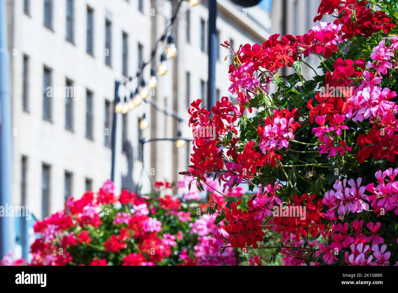 Red and pink flower bush in front of a white building Stock Photo