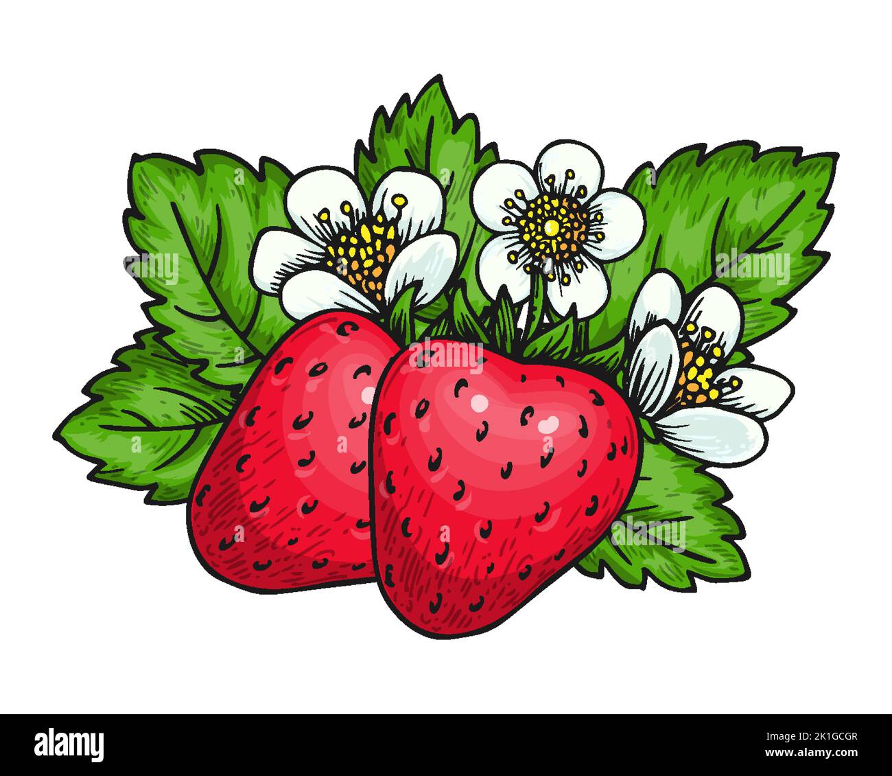 Strawberry bunch of red berries flowers and green leaves. Farm fresh