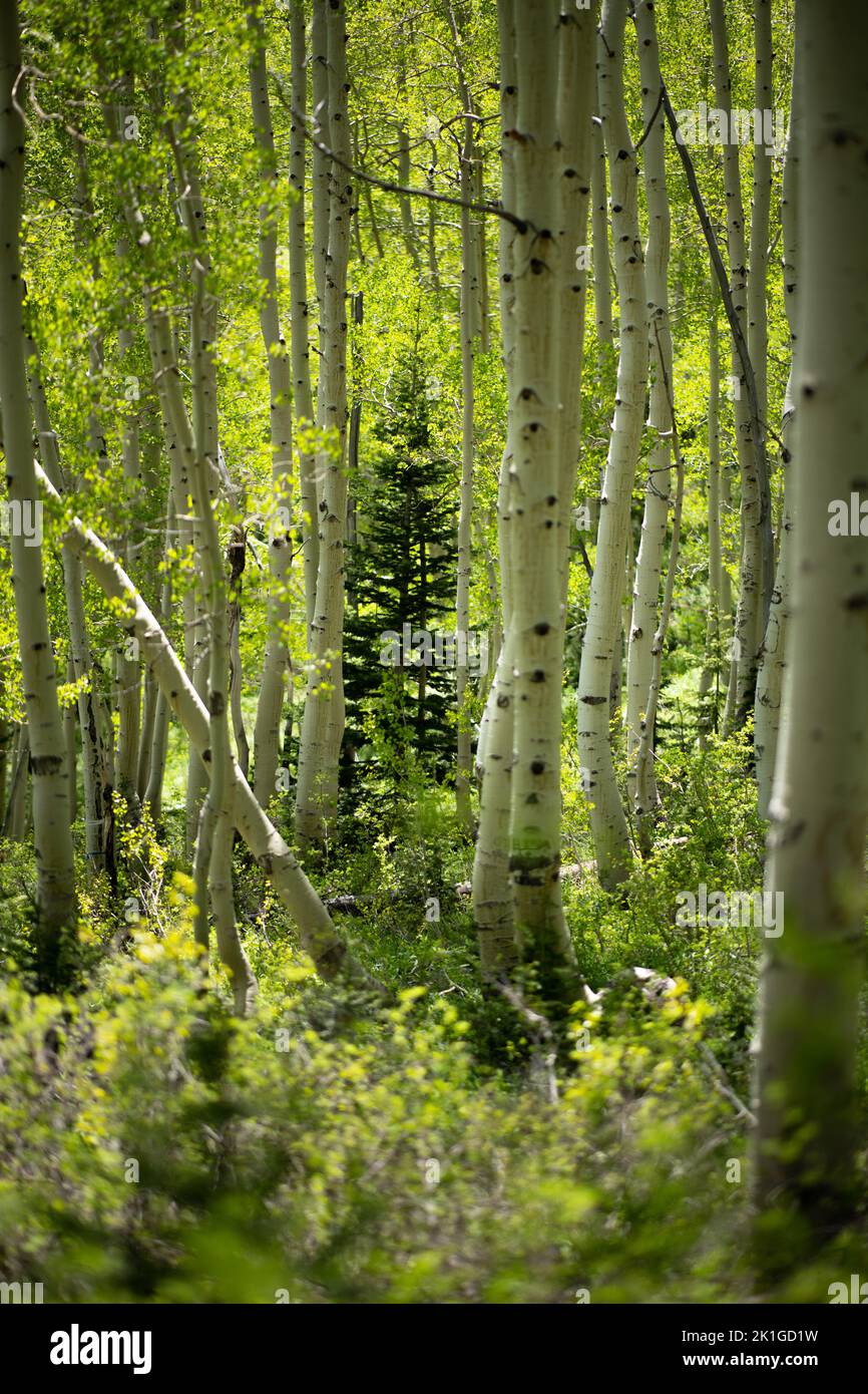 Vertical shot high fir hi-res stock photography and images - Alamy