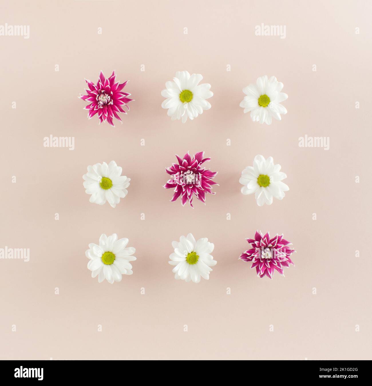Flowers of white marguerite daisies and purple dahlias arranged in three rows of three flowers each on pink background. Stock Photo