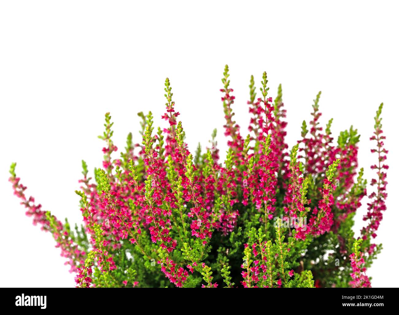 Flowering heather in a closeup Stock Photo