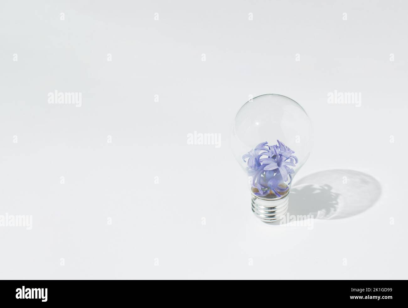 Light bulb filled with violet hyacinth flowers set upright on white