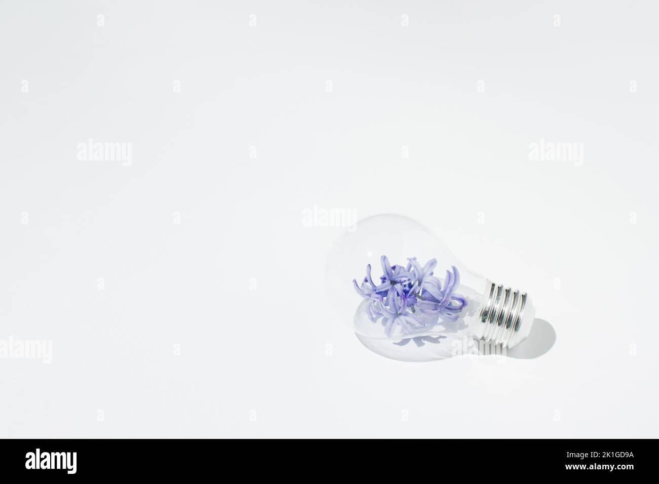 Light bulb filled with violet hyacinth flowers laid horizontally on