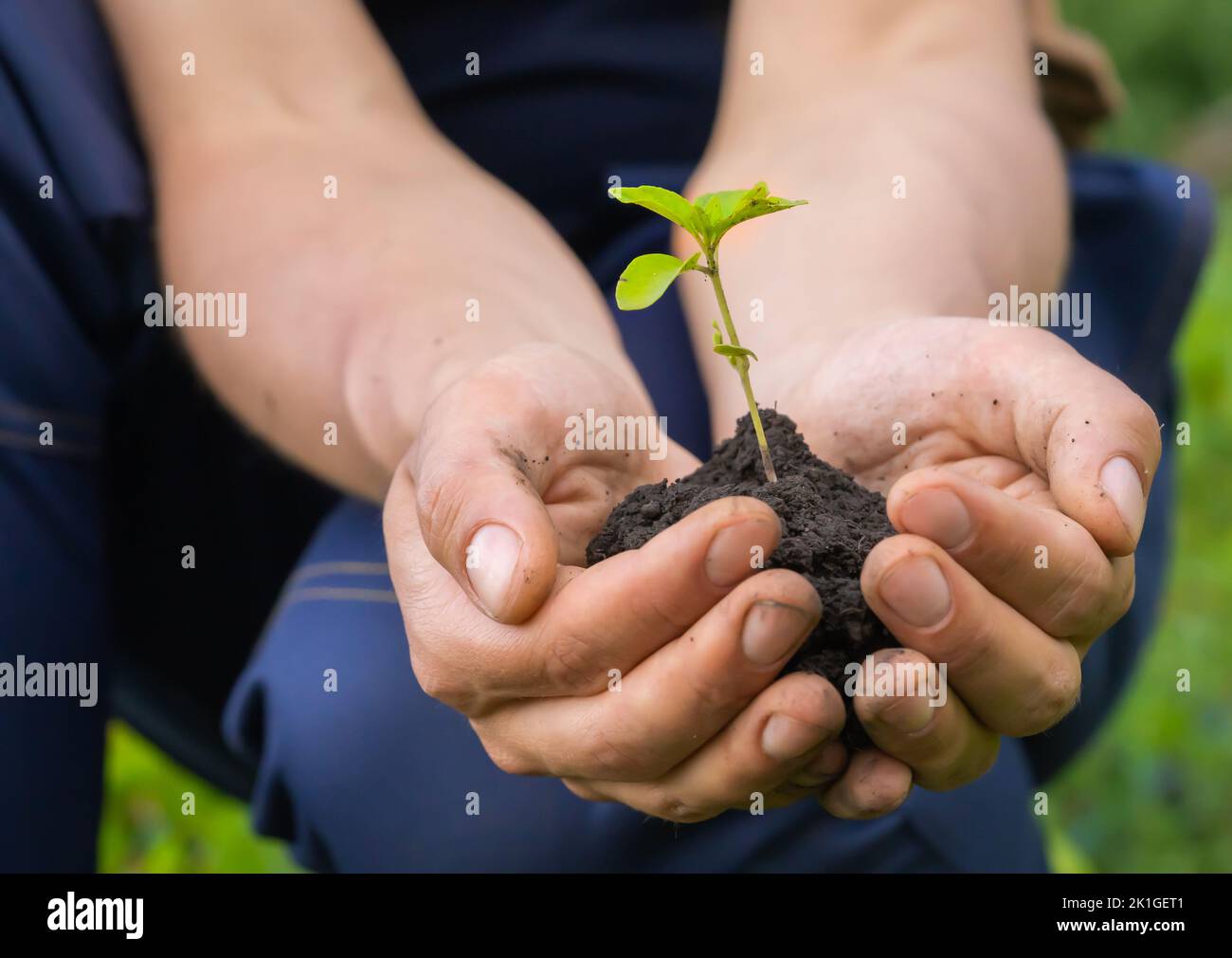 Close up of gardener hands holding seedling. Stock Photo