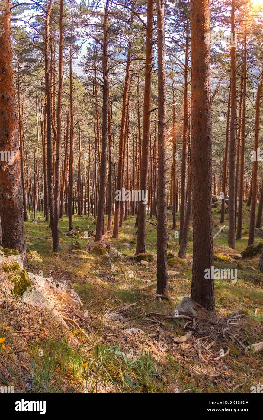 Sunny European forest. Sunbeam Stock Photo