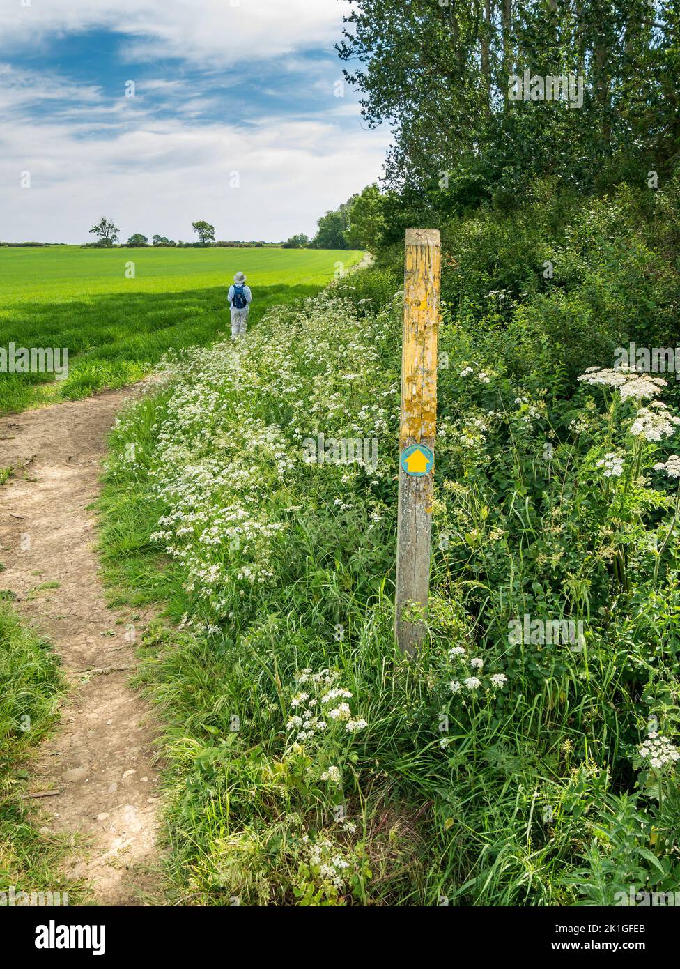 Leicestershire countryside walk along footpath with yellow waymarker post, female rambler and hedge parsley flowers. Stock Photo