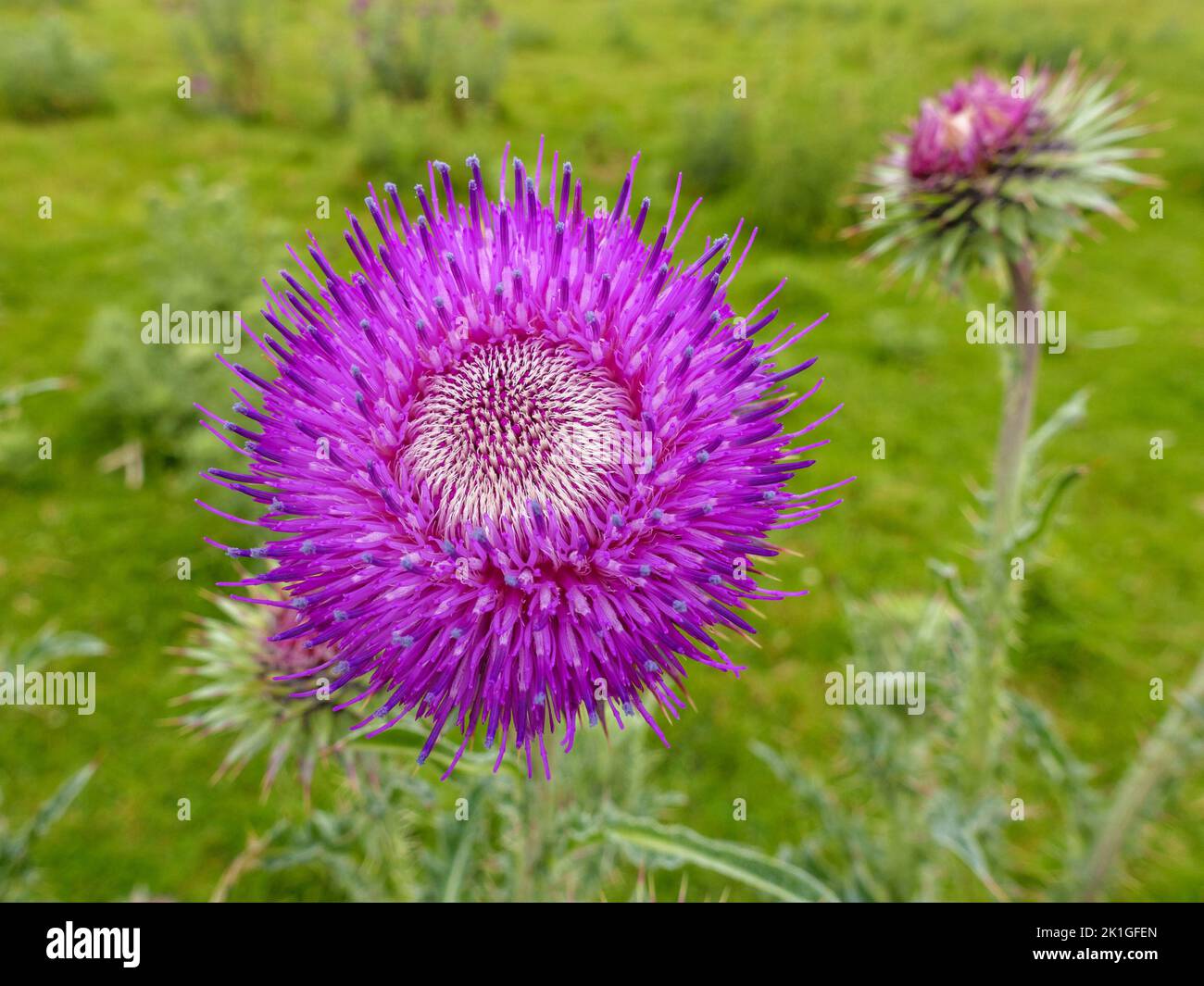 Closeup of bright purple Musk thistle (Carduus nutans) flower, England, UK Stock Photo