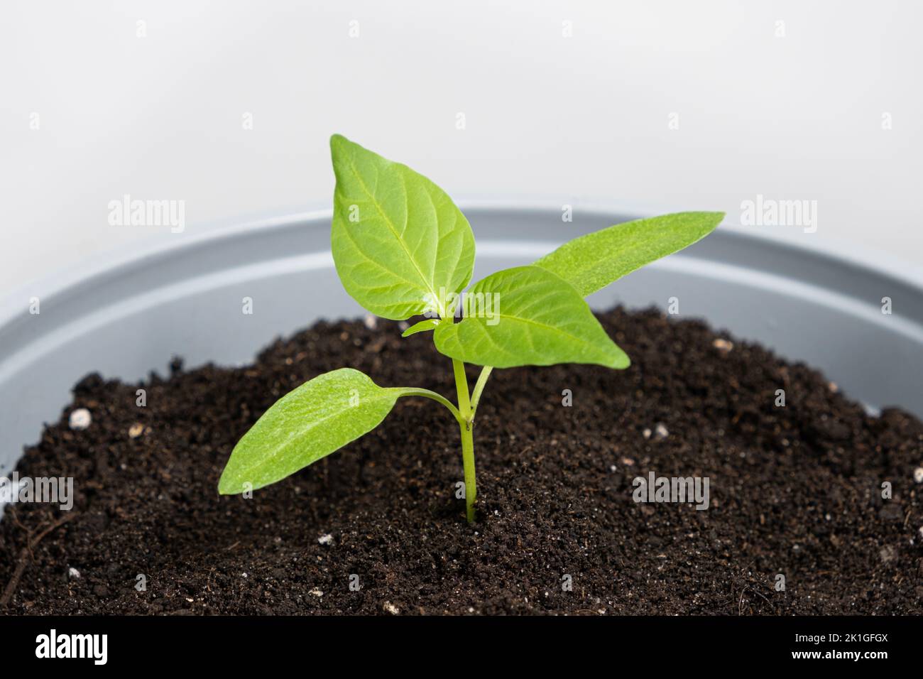 Growing peppers from seeds. Step 7 the plant grows in a pot Stock