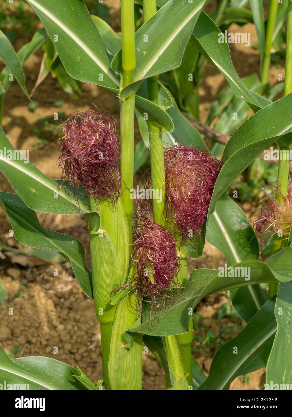 Closeup of growing sweet corn / maize showing colourful bright red / pink crimson / purple silks / tassels, Leicestershire, England, UK Stock Photo