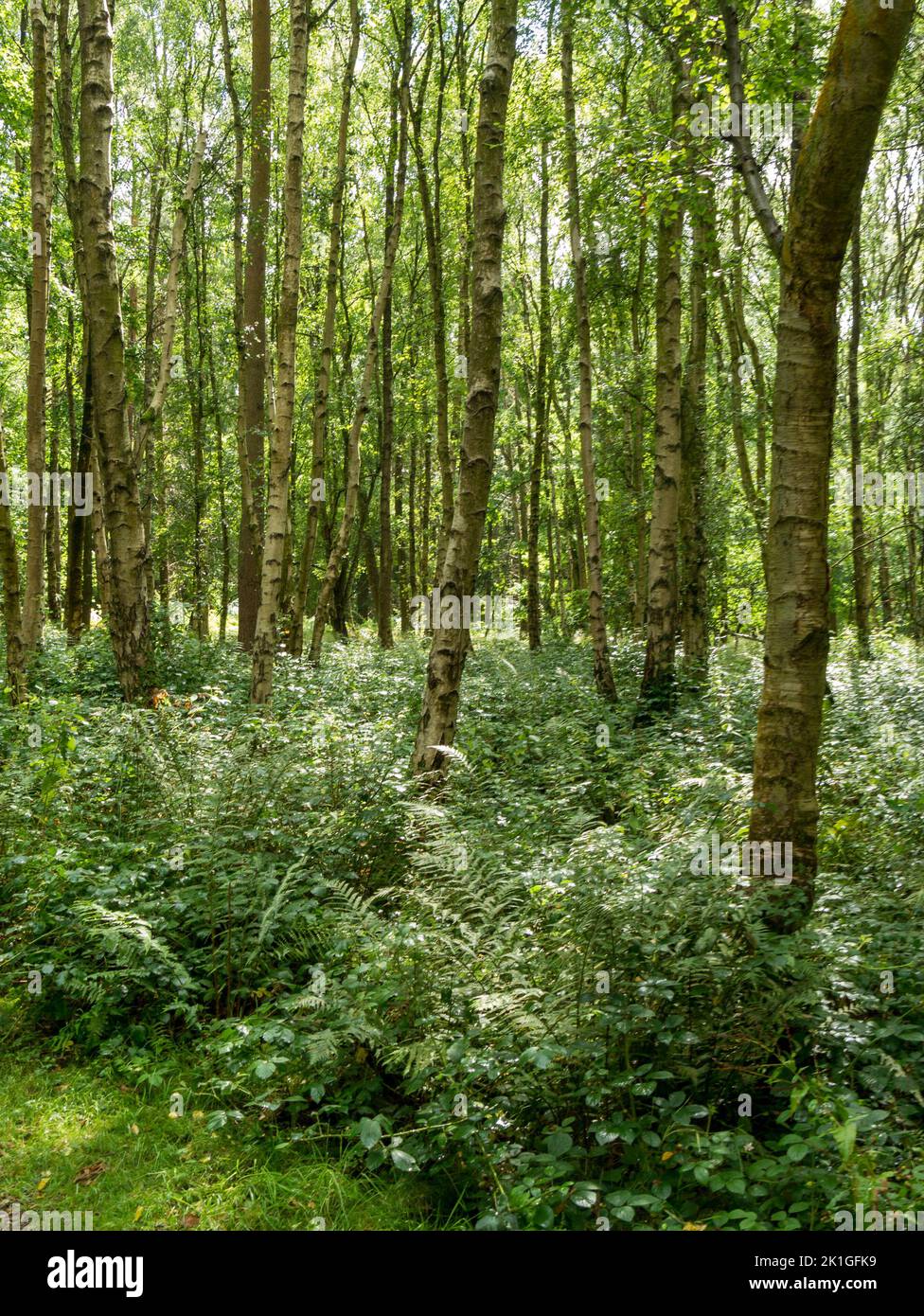 Silver Birch Betula Pendula Woodland In The National Forest Calke 