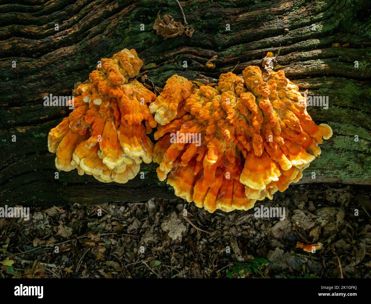 Large 'chicken of the woods' ( Laetiporus sulphureus ) bracket fungus growing on fallen tree trunk, Bradgate park, England, UK Stock Photo