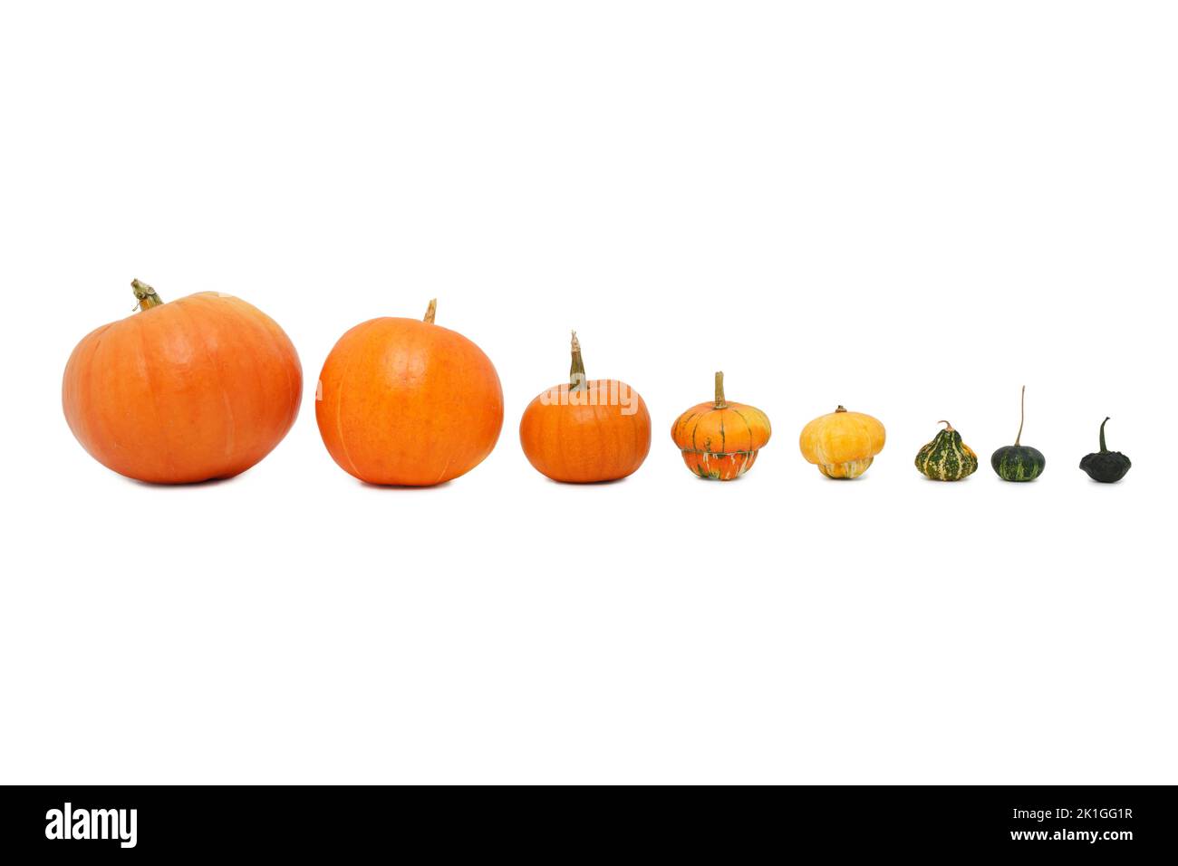 Set of pumpkins isolated on a white background. Fresh of pumpkins Stock ...