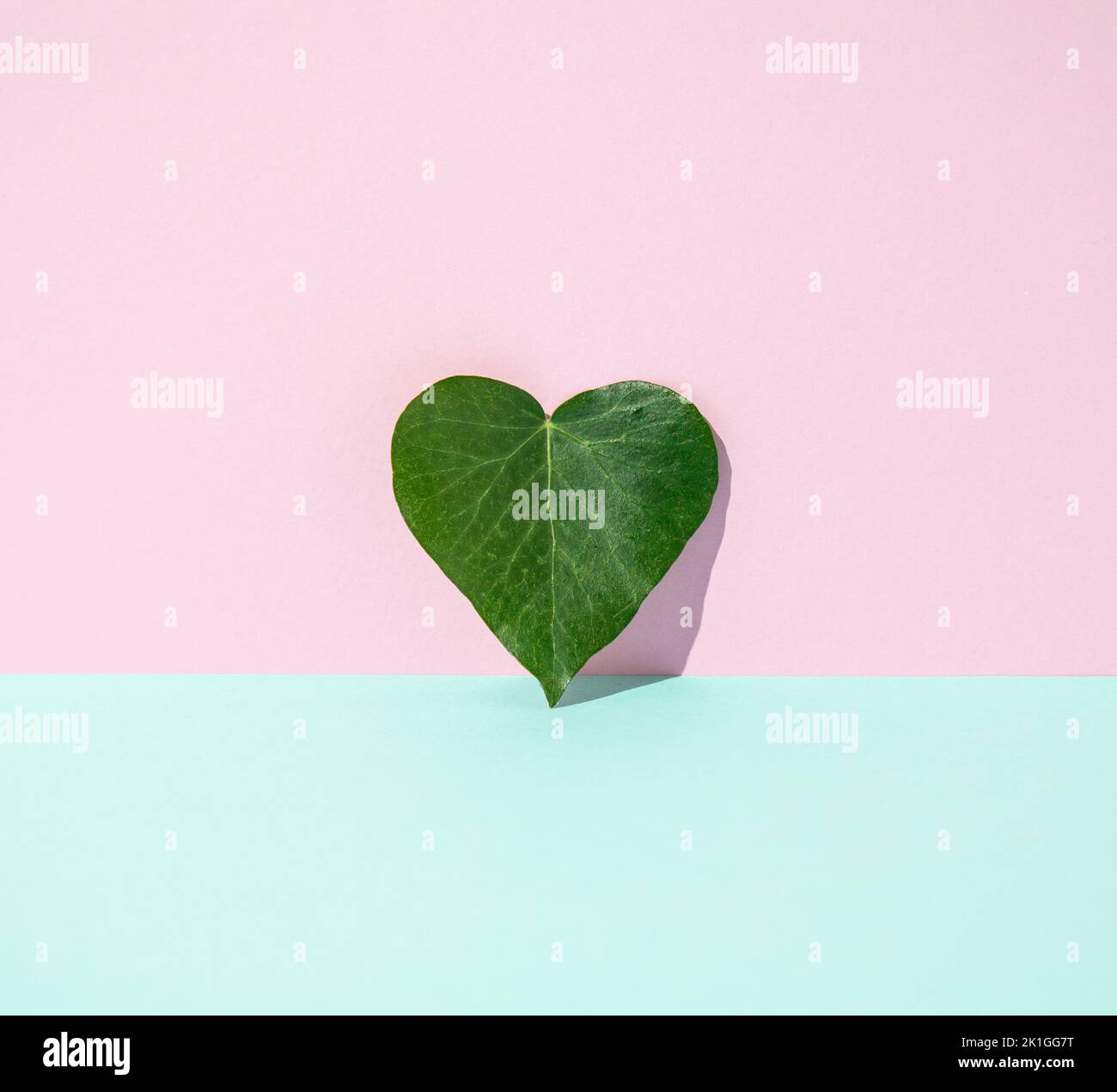 Green heart-shaped leaf leaning on pink wall with hard shadow. Minimal concept. Stock Photo
