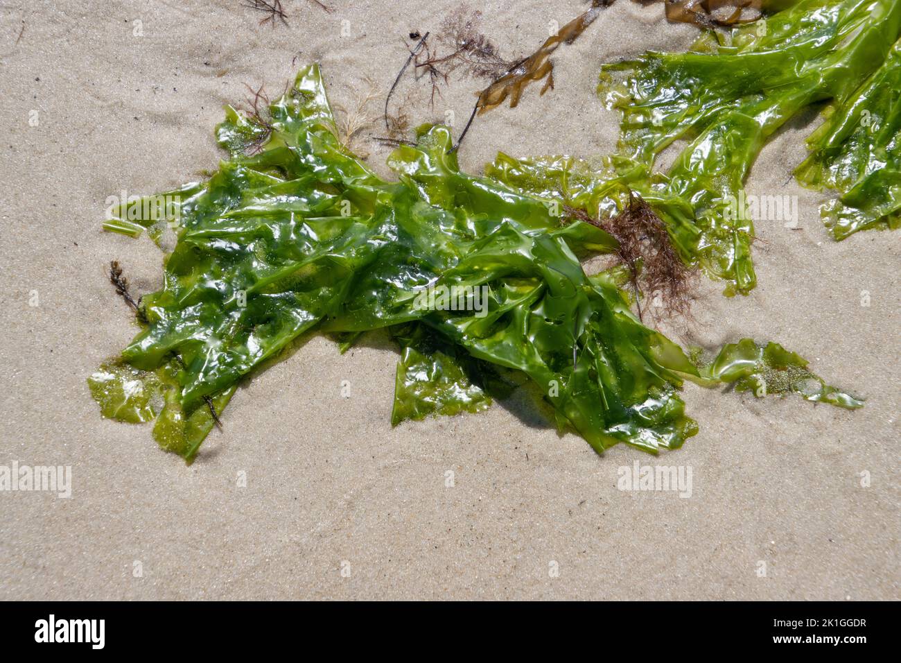 Close up of sea lettuce in the sand at low tide in the wadden sea, Ulva lactuca Stock Photo