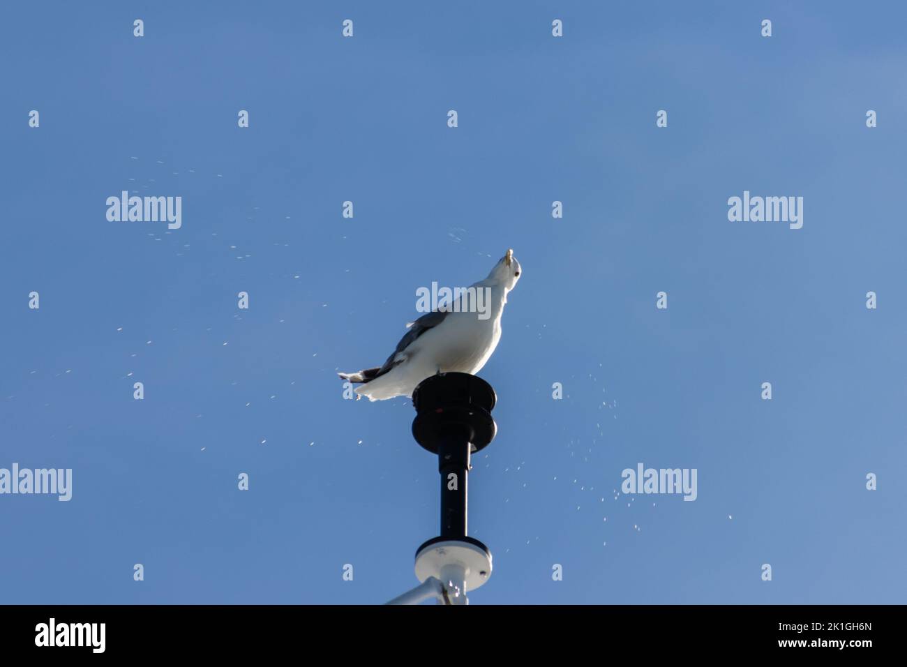 Seagull sitting on a position light and shaking off water drops Stock Photo
