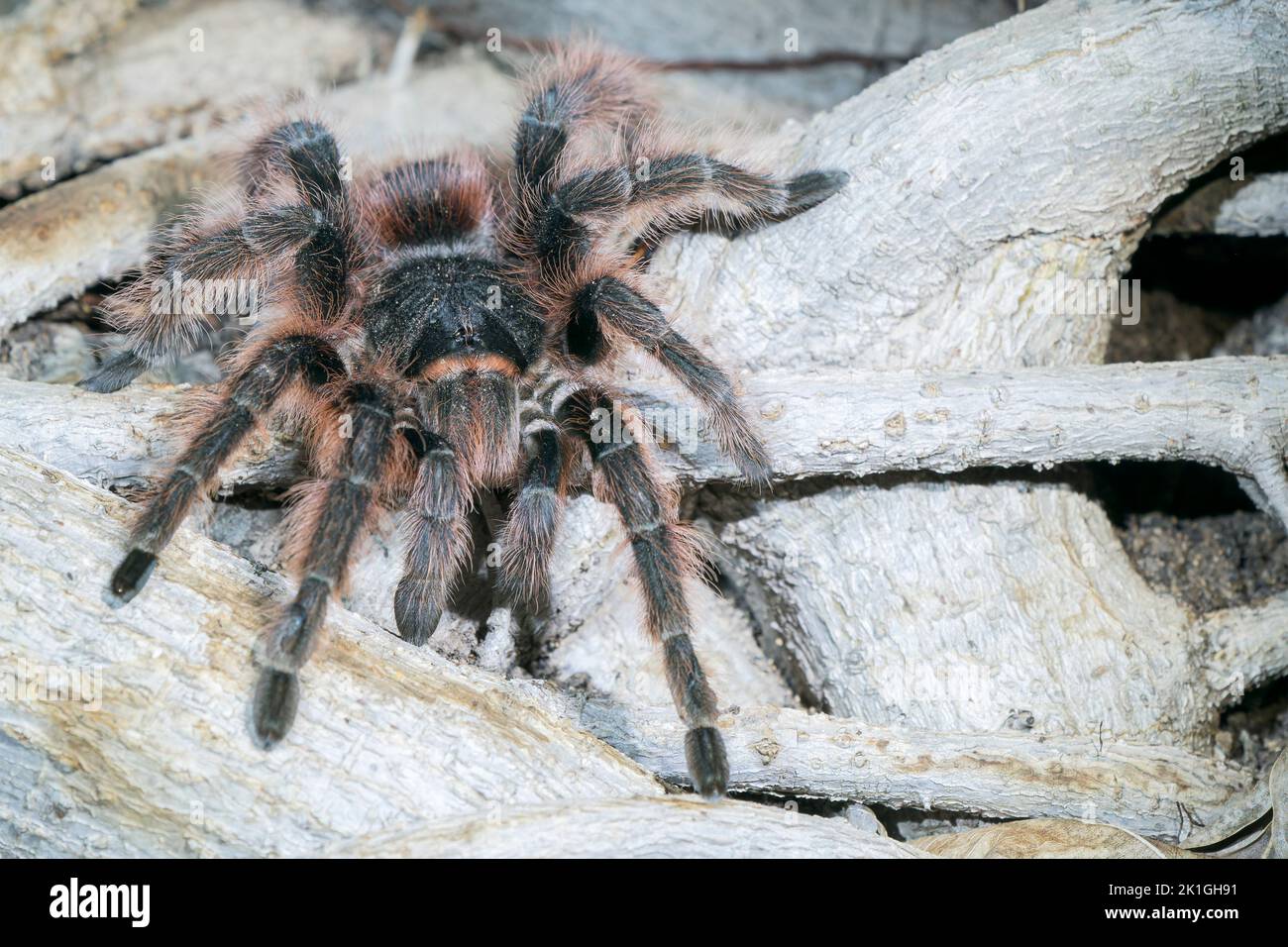 Brazilian black tarantula spider, Grammostola pulchra, single adult walking over tree root, Pantanal, Brazil Stock Photo