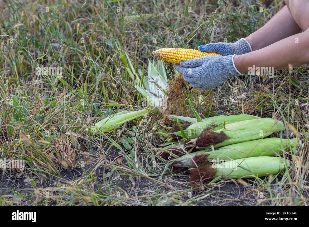 woman cleans the ear of corn with his hand. Peeled corn lies on the ...