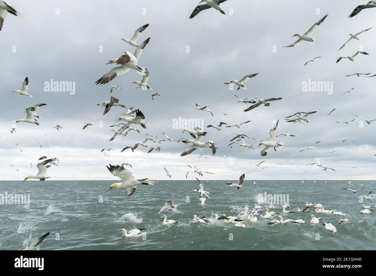 northern gannet, Morus bassanus, large flock of birds in flight over the sea, Bempton, Yorkshire, United Kingdom Stock Photo