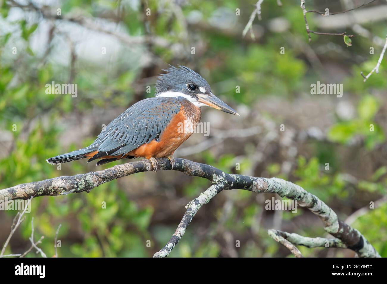 ringed kingfisher, Megaceryle torquata, single bird perched on branch, Pantanal, Brazil Stock Photo