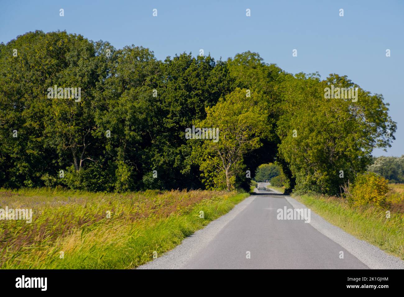 Road leading to a natural arch formed by trees Stock Photo