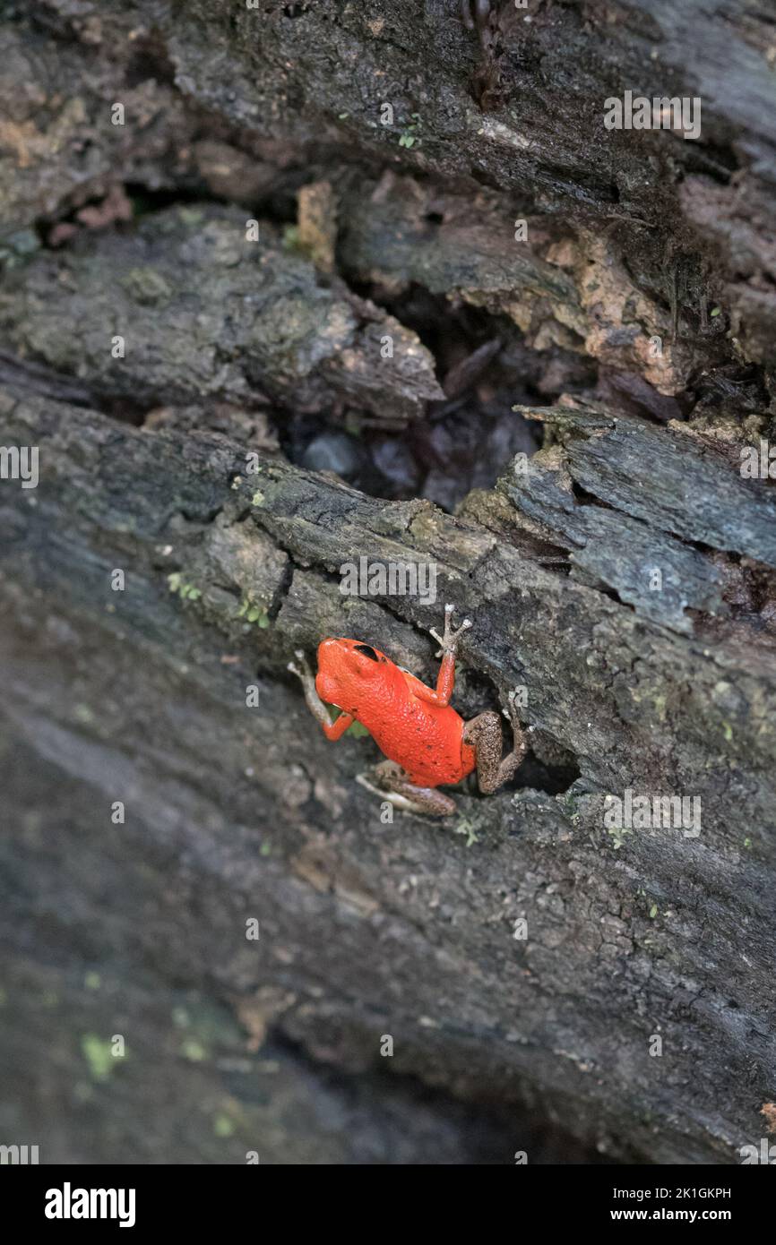 Oophaga pumilio on Bastimentos Island, Panama Stock Photo