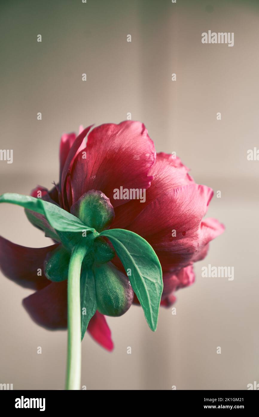 Close-up, rear view of one dark red peony flower against a light wall. The concept of fading flowers. High quality photo Stock Photo