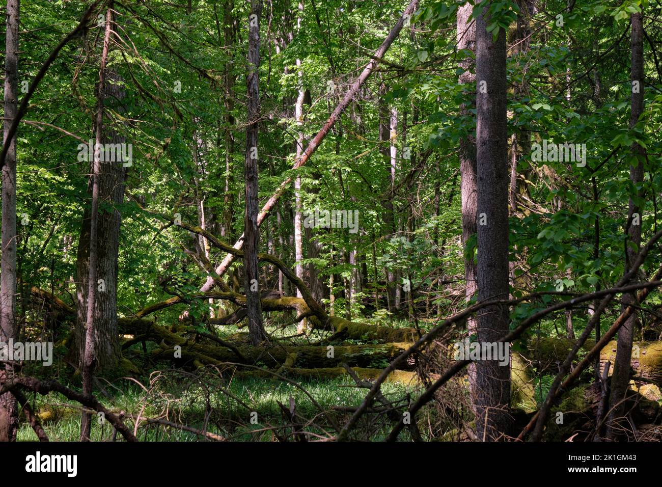 Oak and hornbeam tree deciduous forest in spring with broken oak tree, Bialowieza Forest, Poland, Europe Stock Photo