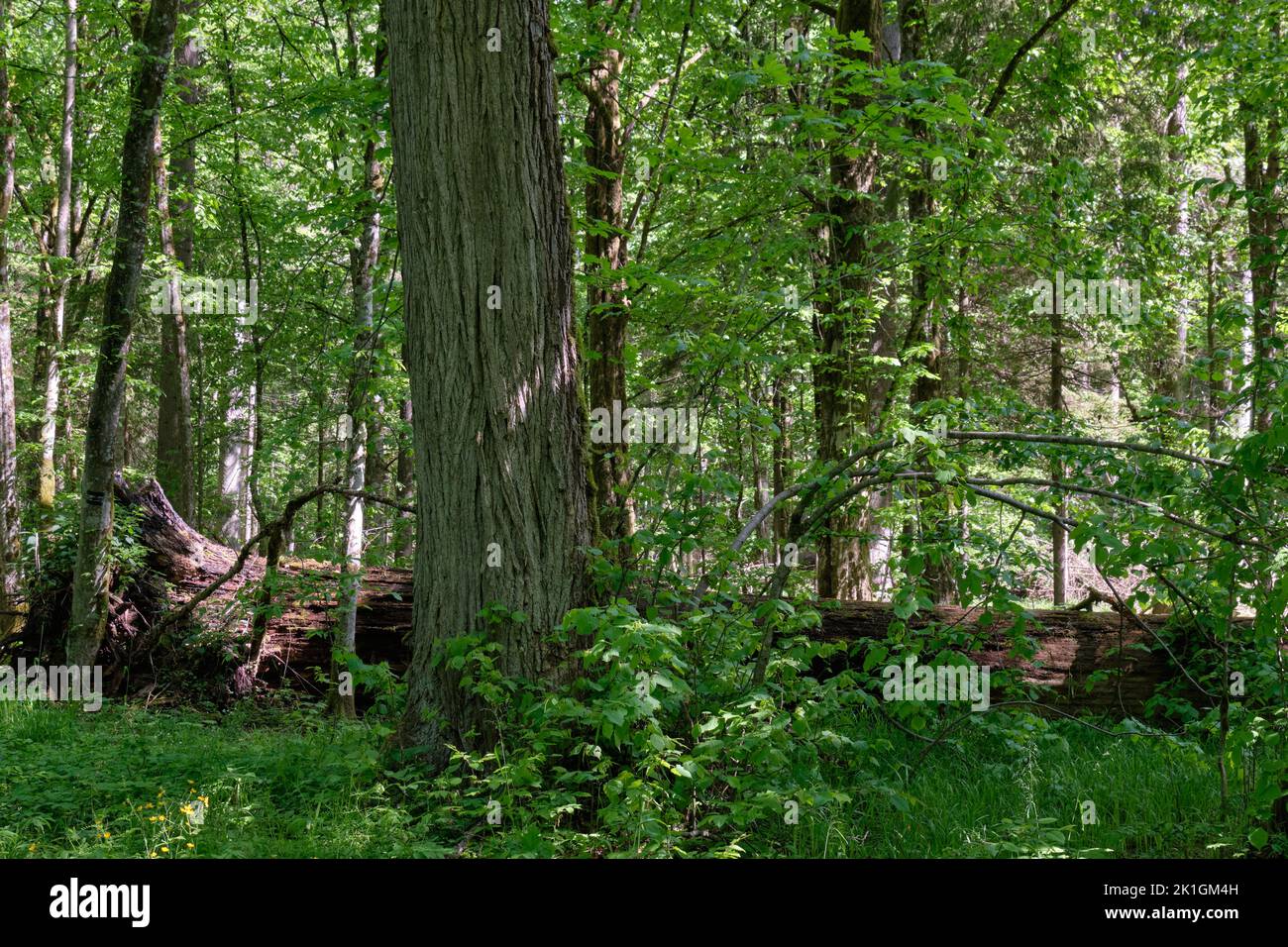 Oak and hornbeam tree deciduous forest in spring with broken oak tree and linden tree next to in foreground, Bialowieza Forest, Poland, Europe Stock Photo
