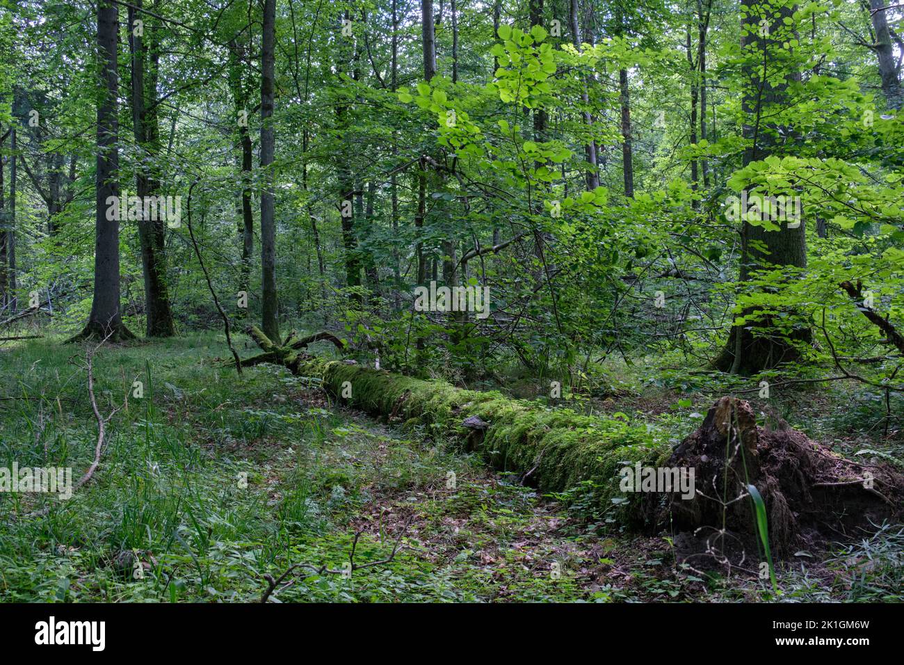 Summertime deciduous primeval stand with old broken  tree partly declined moss wrapped lying in foreground, Bialowieza Forest, Poland, Europe Stock Photo