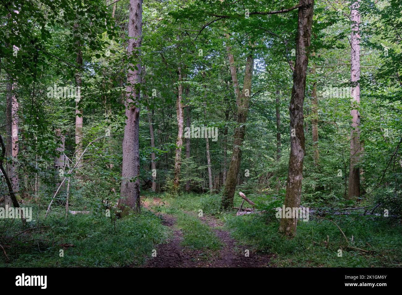 Dirt road crossing summertime forest in sun, Bialowieza Forest, Poland, Europe Stock Photo