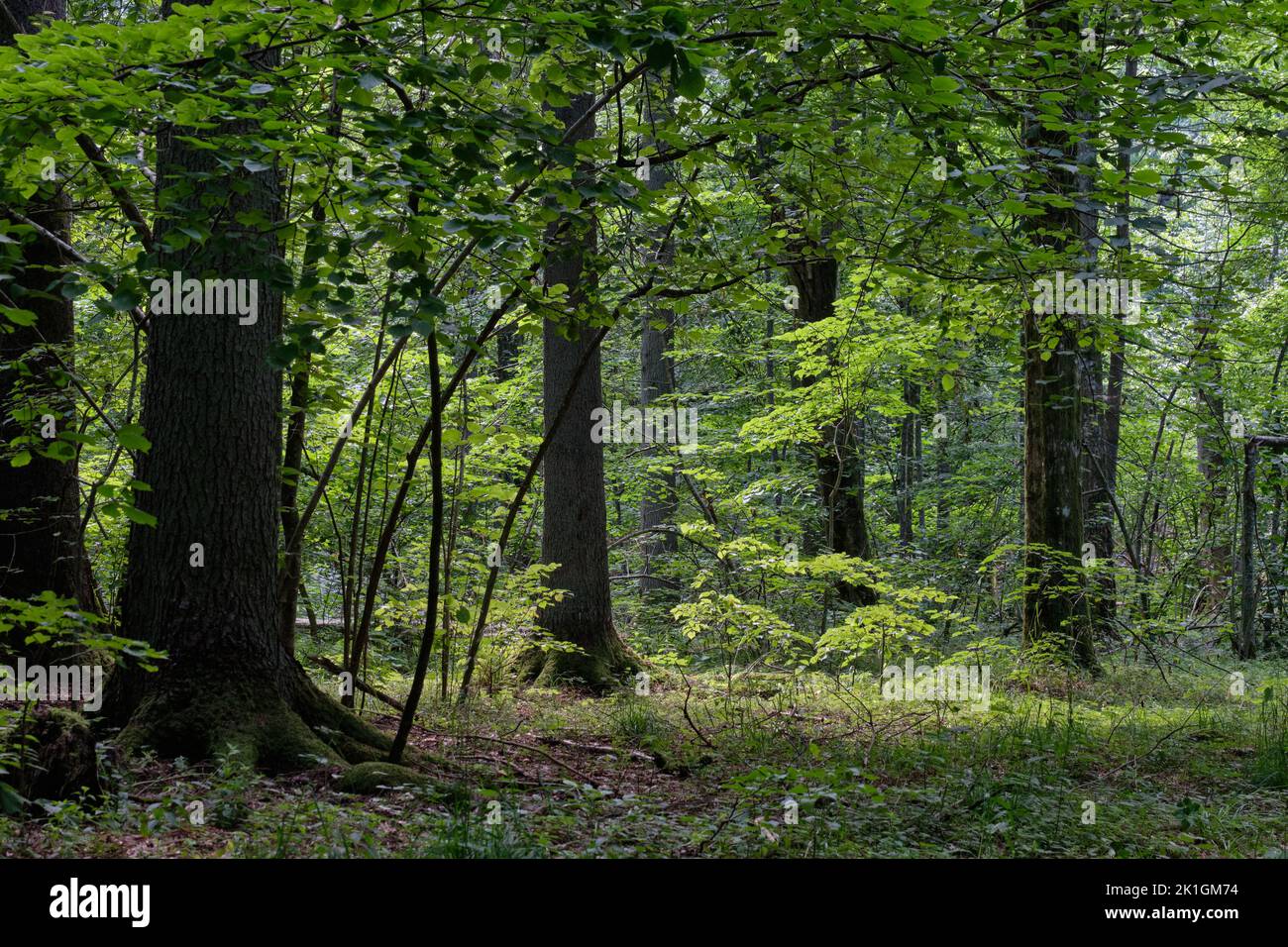 Shady deciduous tree stand with broken oak tree in background, Bialowieza Forest, Poland, Europe Stock Photo