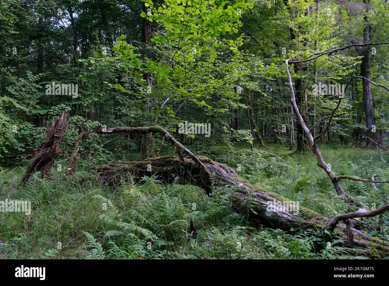 Broken old hornbeam tree lying among grass and ferns, Bialowieza Forest, Poland, Europe Stock Photo