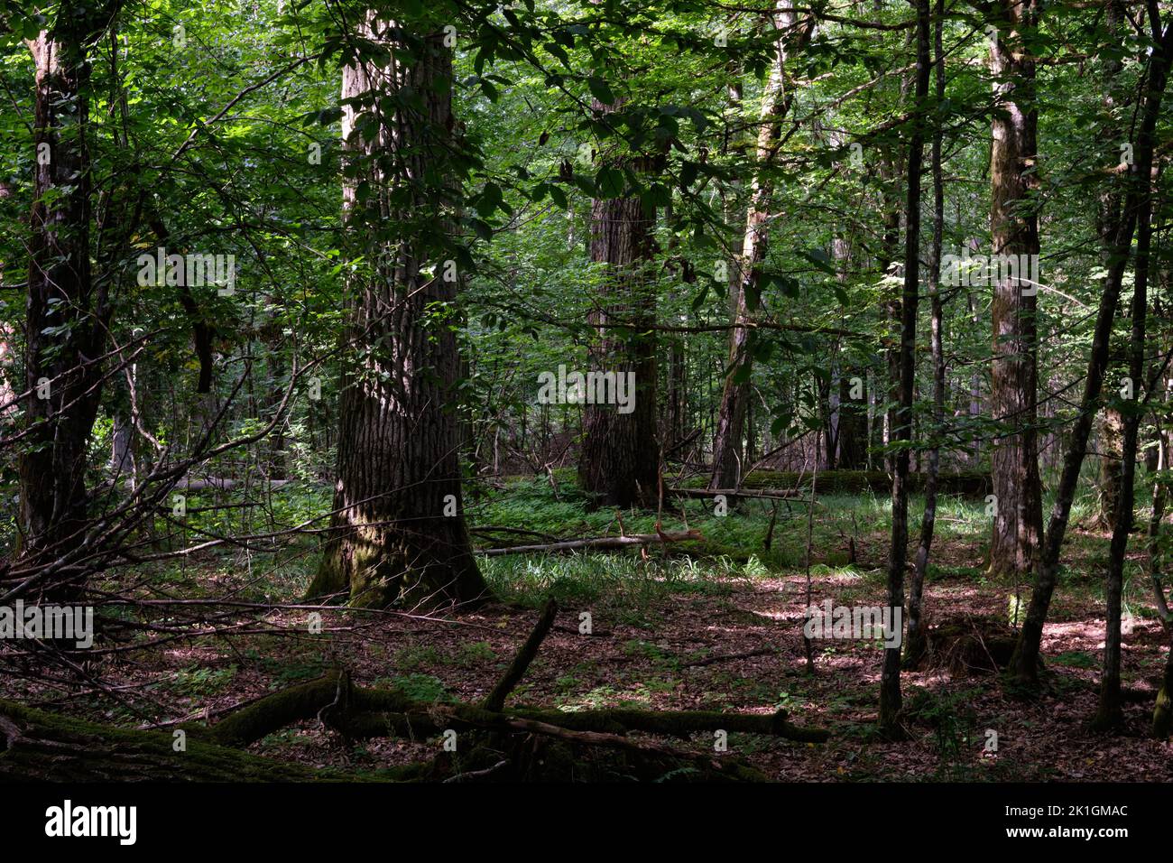 Shady deciduous tree stand with oak trees in background, Bialowieza Forest, Poland, Europe Stock Photo