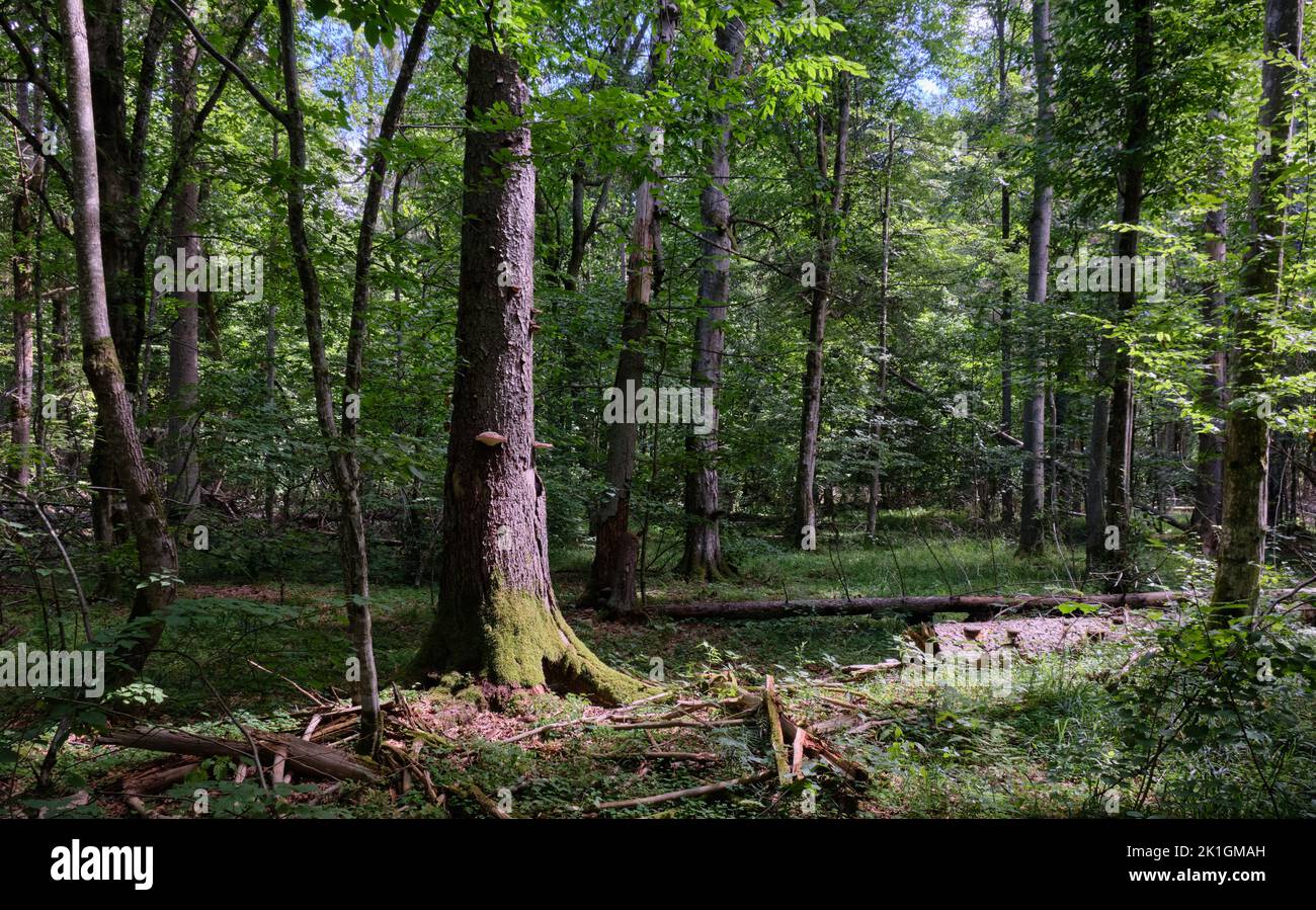 Summertime deciduous primeval stand with old broken spruce trees, Bialowieza Forest, Poland, Europe Stock Photo