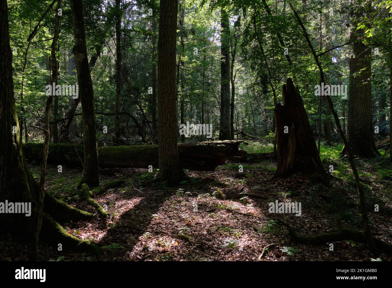 Shady deciduous tree stand with broken ash tree in foreground, Bialowieza Forest, Poland, Europe Stock Photo