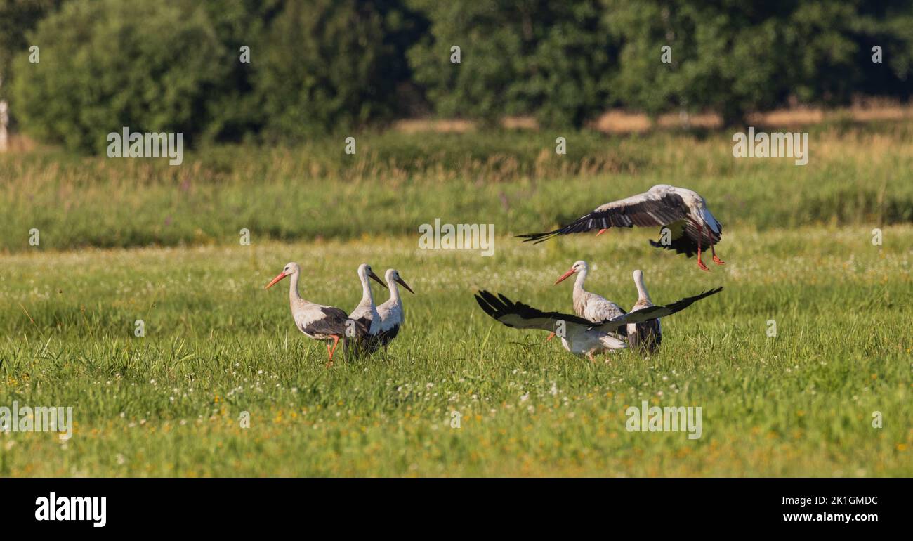 Group of White Stork(Ciconia ciconia) in meadow, Podlaskie Voivodeship, Poland, Europe Stock Photo