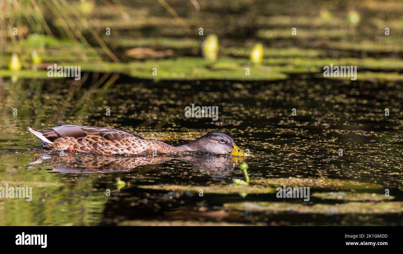 Mallard (Anas platyrhynchos) female during foraging in water, Bialowieza Forest, Poland, Europe Stock Photo