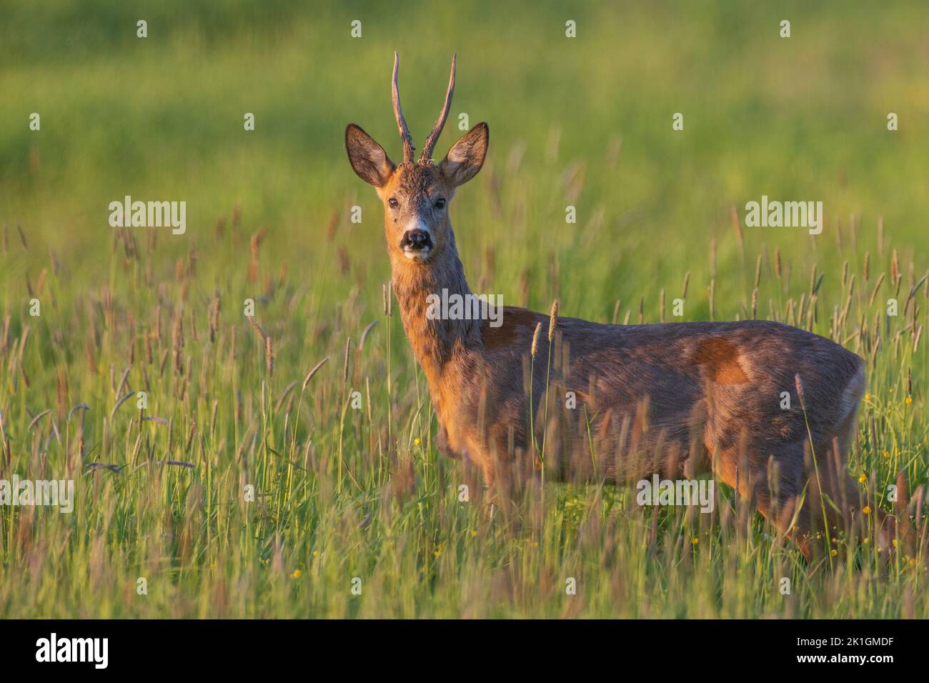 Roe Deer(Capreolus capreolus) male looking at camera in springtime meadow, Podlaskie Voivodeship, Poland, Europe Stock Photo