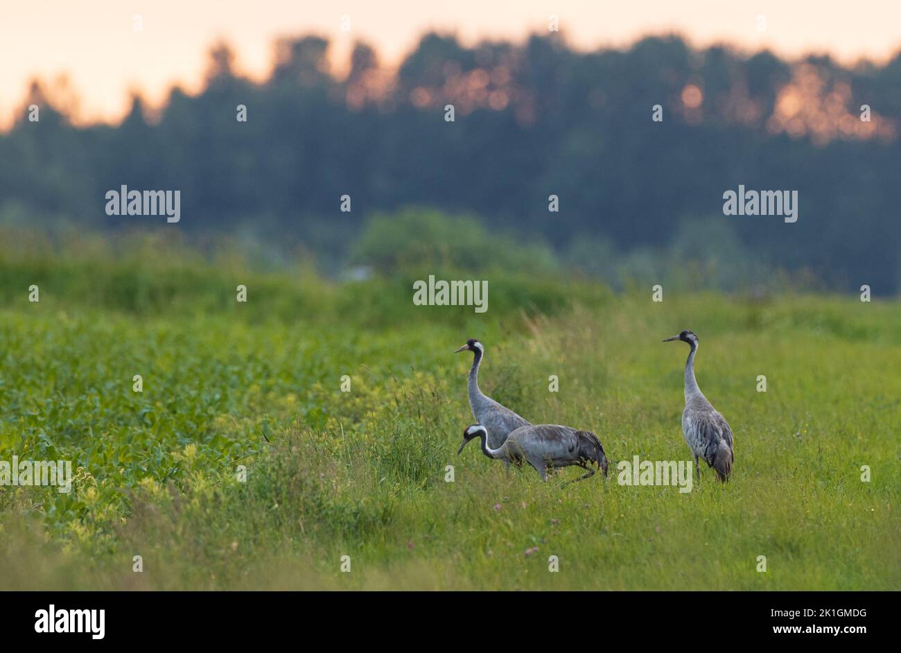 Two Cranes(Grus grus) in summertime field, Podlaskie Voivodeship, Poland, Europe Stock Photo