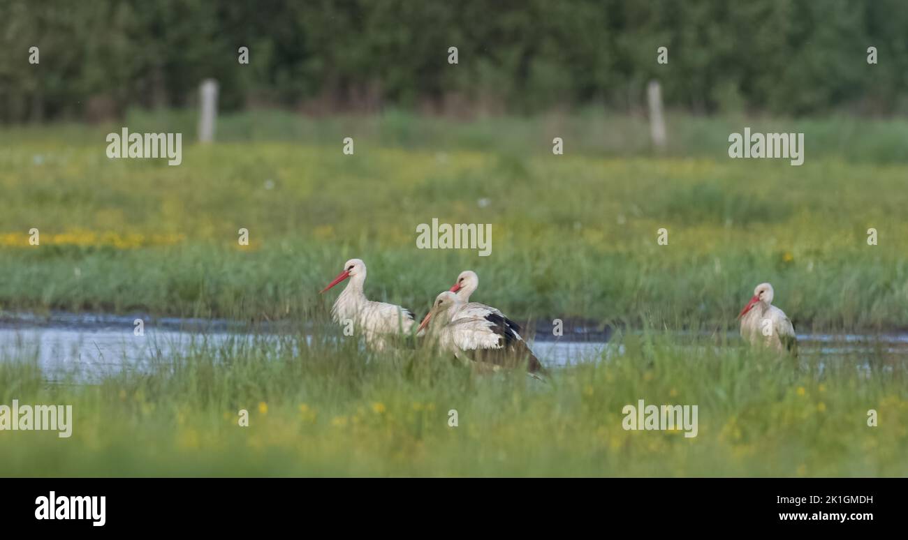 Group of White Stork(Ciconia ciconia) in meadow in evening, Podlaskie Voivodeship, Poland, Europe Stock Photo