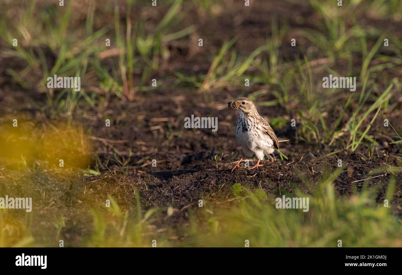 Skylark( Alauda arvensis) with prey holding on ground, Podlaskie Voivodeship, Poland, Europe Stock Photo