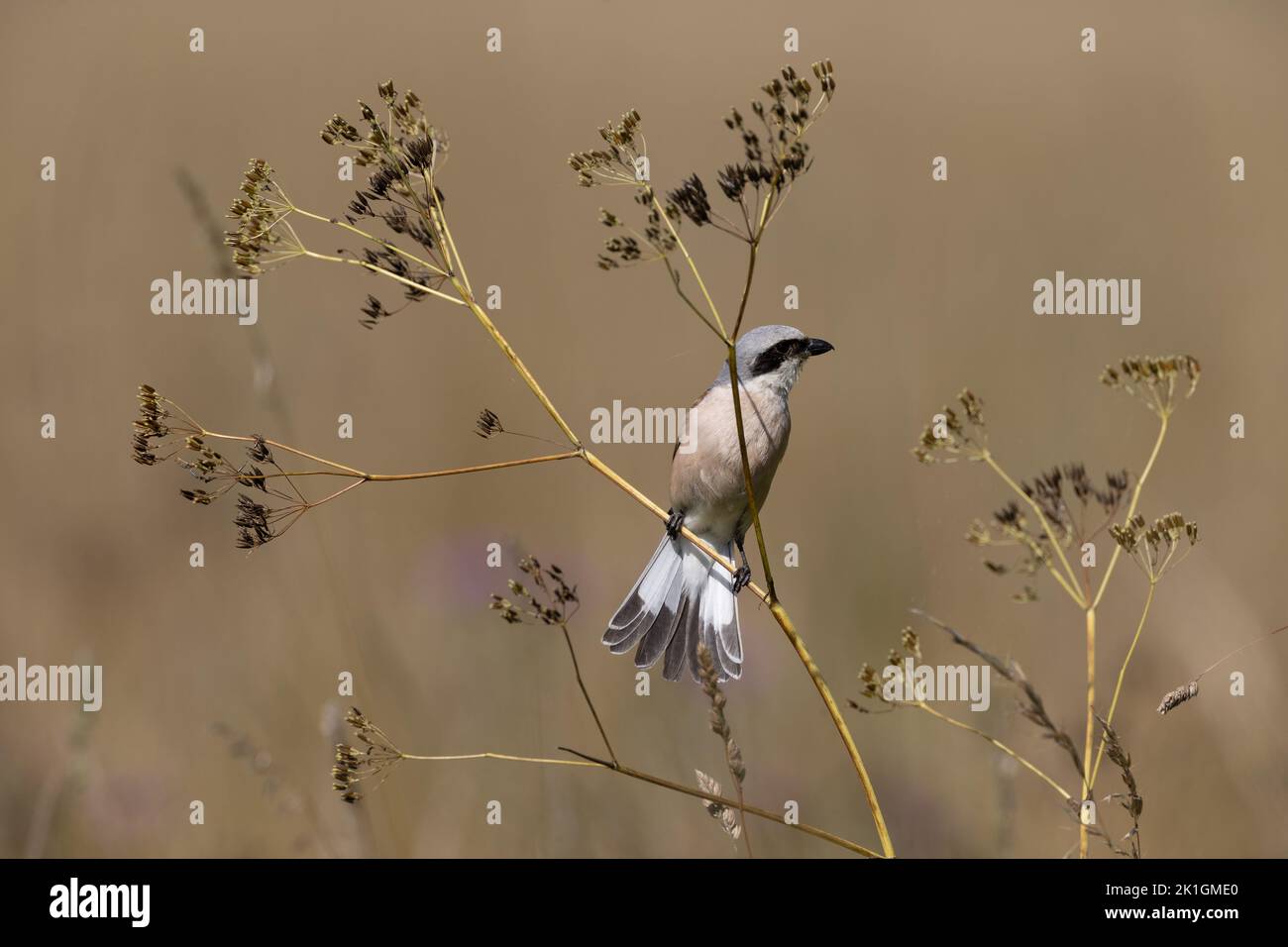 Red-backed Shrike (Lanius collurio) male perching while sitting on weed, Bialowieza Forest, Poland, Europe Stock Photo