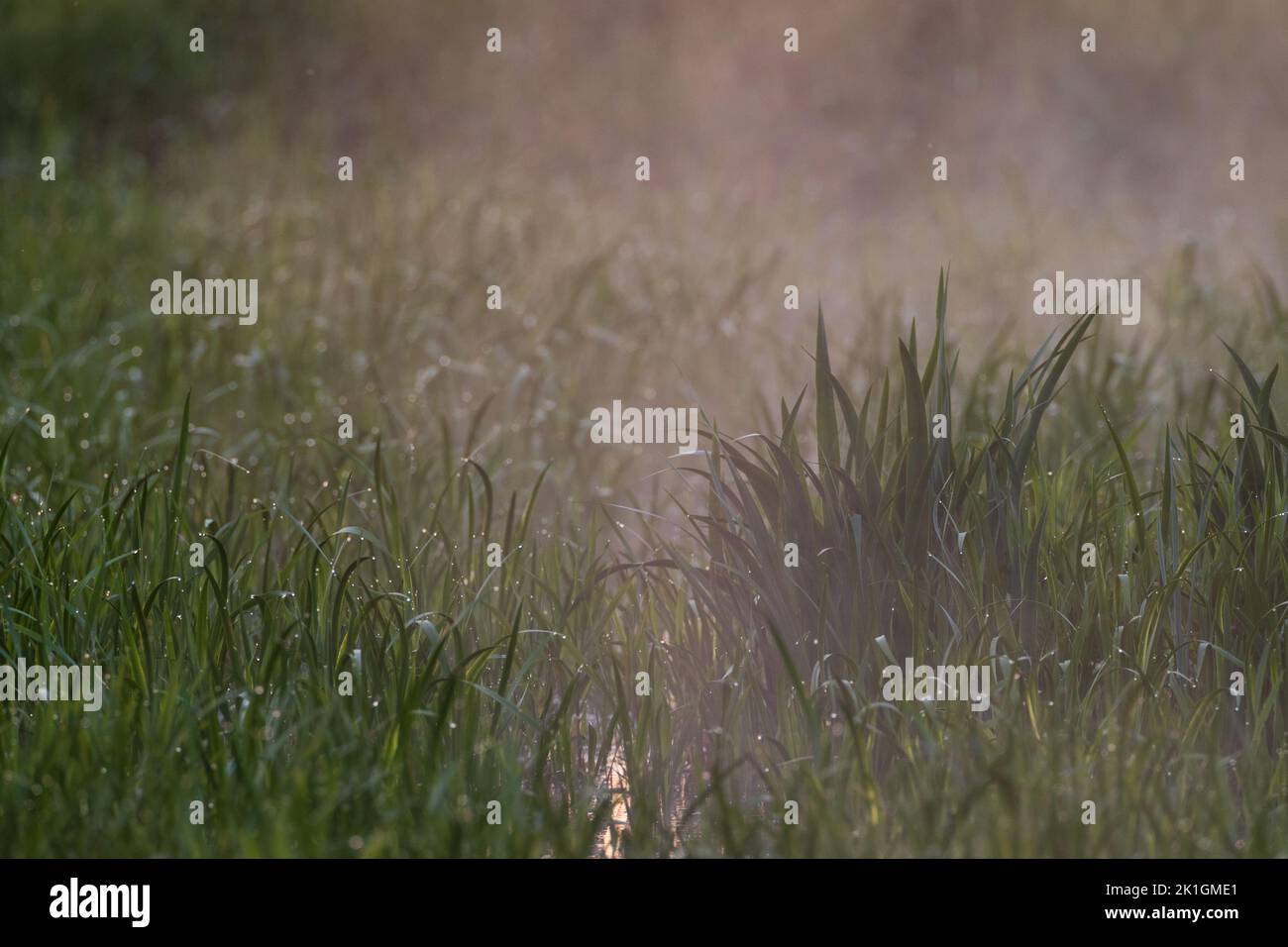 Mist over grass and reed in evening with water drops on leaves, Podlaskie Voivodeship, Poland,Europe Stock Photo